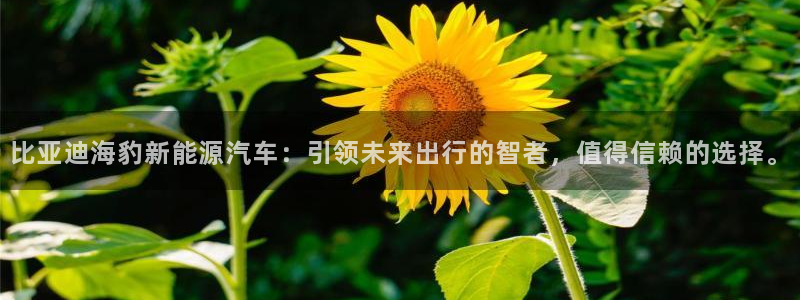 门徒娱乐是正规的嘛：比亚迪海豹新能源汽车